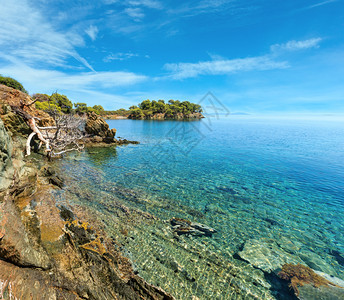 上午爱琴海岩石岸景观上有松树西托尼亚AgKiriaki附近希腊哈尔基迪图片