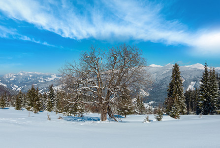 照片来自乌克兰斯库波瓦山坡喀尔巴阡坡阿尔卑斯高原花园和大果树图片