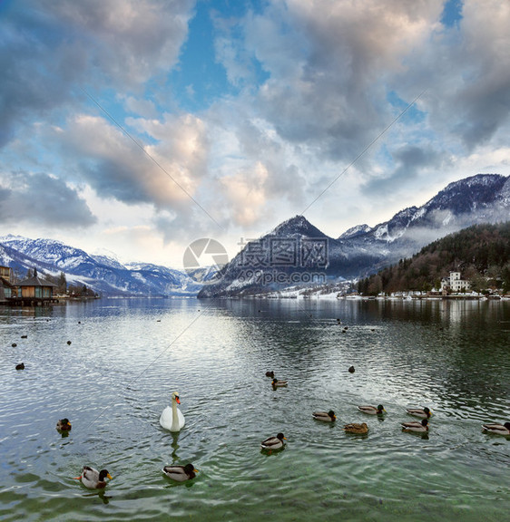 Alpine湖Grundlsee风景奥地利野鸭和天鹅在水上图片