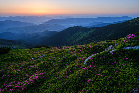 玫瑰草夏季山坡上的粉红玫瑰花朵喀尔巴阡克霍诺拉乌兰背景