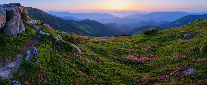 喀尔巴阡山清晨夏季全景与rhododendron花朵图片