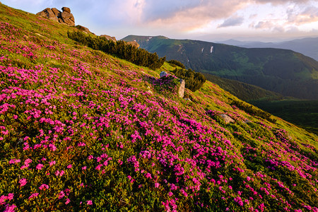 清晨夏日山坡喀尔巴阡克霍诺拉乌兰图片