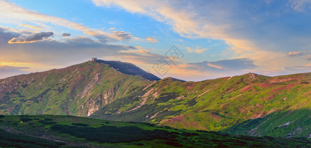 夏季日出山坡上的粉红玫瑰花朵喀尔巴阡山全景乌克兰科诺霍拉喀尔巴阡山全景图片