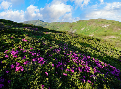 夏季山坡上的粉红玫瑰花朵喀尔巴阡克霍诺拉乌兰图片