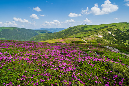 乌克兰科霍诺拉喀尔巴阡山的闪烁斜坡rhododendron花朵图片