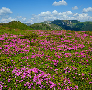 乌克兰科霍诺拉喀尔巴阡山的闪烁斜坡rhododendron花朵图片