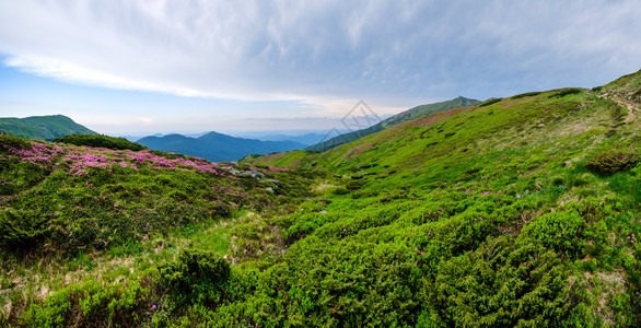 夏季山坡和皮普伊万山峰上的粉红玫瑰花朵乌克兰科霍诺拉喀尔巴阡山图片