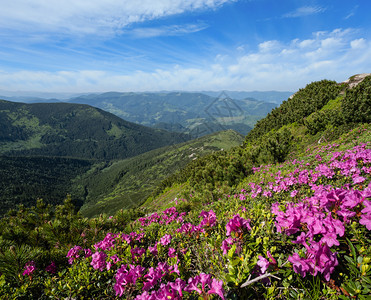 夏季山坡上的粉红玫瑰花朵喀尔巴阡克霍诺拉乌兰图片