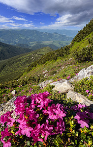 夏季山坡上的粉红玫瑰花closup喀尔巴阡山乌克兰科诺霍拉图片