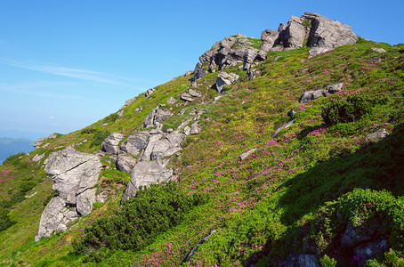 夏季山坡上的红玫瑰花朵和大岩石巨喀尔巴阡科诺霍拉乌克兰图片