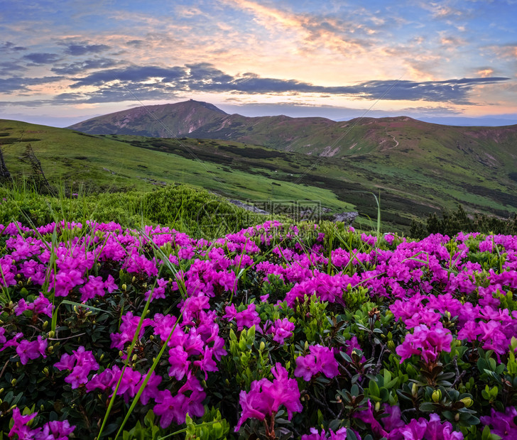 清晨夏季山坡和皮普伊万山顶的粉红玫瑰花closup以及乌克兰科霍诺拉喀尔巴阡山图片