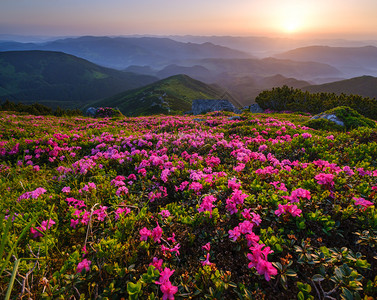 清晨夏山坡上的红玫瑰花朵喀尔巴阡克霍诺拉乌兰图片