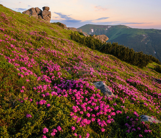 清晨夏日山坡上的粉红玫瑰花朵VuhatyjKaminj喀尔巴阡山乌克兰科霍诺拉图片