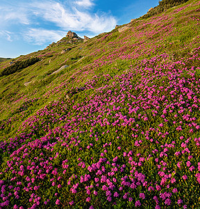 清晨夏日山坡上的粉红玫瑰花朵VuhatyjKaminj喀尔巴阡山乌克兰科霍诺拉图片