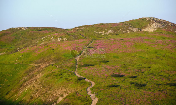 夏季山坡上的粉红玫瑰花朵喀尔巴阡克霍诺拉乌兰图片