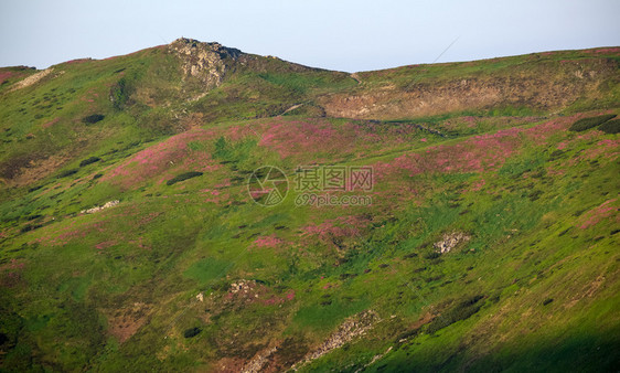 夏季山坡上的粉红玫瑰花朵喀尔巴阡克霍诺拉乌兰图片