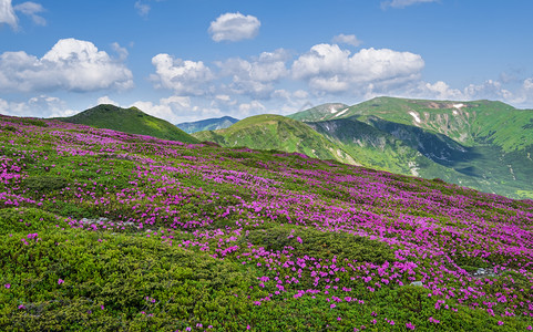 夏季山坡上的粉红玫瑰花朵喀尔巴阡克霍诺拉乌兰图片