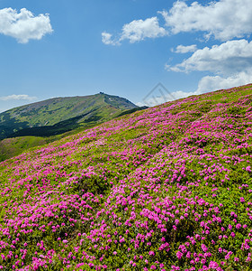 乌克兰科霍诺拉喀尔巴阡山的闪烁斜坡rhododendron花朵图片