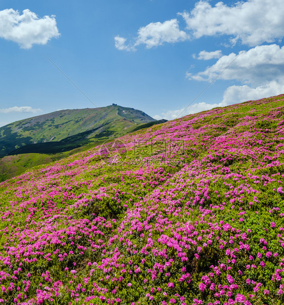 乌克兰科霍诺拉喀尔巴阡山的闪烁斜坡rhododendron花朵图片