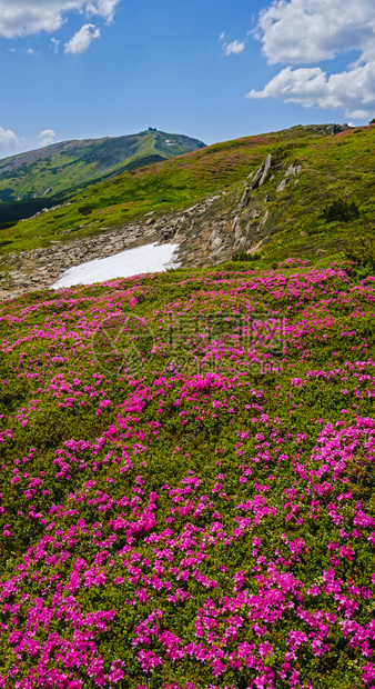 喀尔巴阡山脉闪烁的斜坡rhododendron花朵乌克兰霍诺拉夏季图片