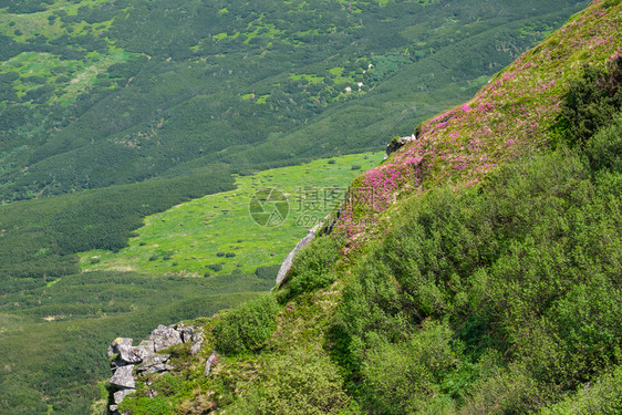 夏季山坡上的粉红玫瑰花朵喀尔巴阡克霍诺拉乌兰图片