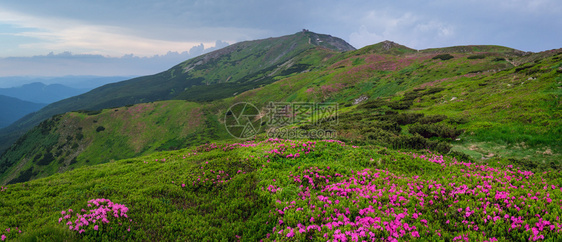 夏季山坡和皮普伊万山峰的粉红玫瑰花朵前方和后面的喀尔巴阡山科霍诺拉乌克兰喀尔巴阡山图片