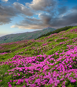 玫瑰草夏季山坡和皮普伊万山峰的粉红玫瑰花朵前方和后面的喀尔巴阡山科霍诺拉乌克兰喀尔巴阡山背景