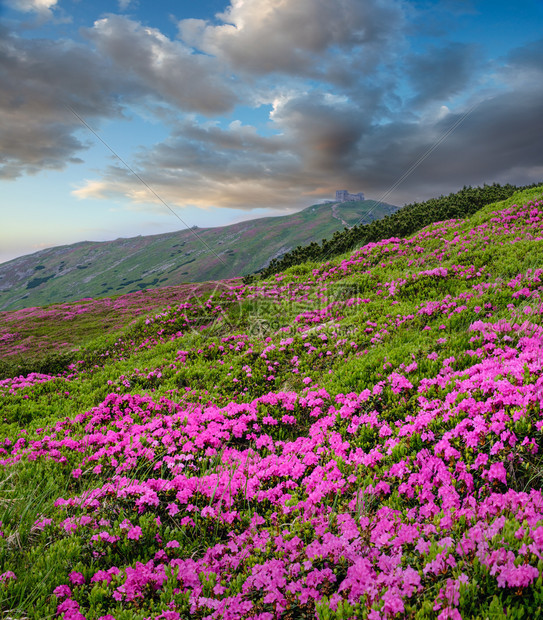 夏季山坡和皮普伊万山峰的粉红玫瑰花朵前方和后面的喀尔巴阡山科霍诺拉乌克兰喀尔巴阡山图片