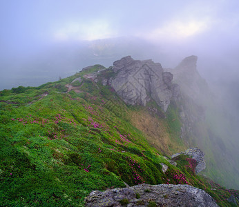 粉红玫瑰花朵在夏日清晨的迷雾山坡上云弥漫喀尔巴阡山乌克兰图片