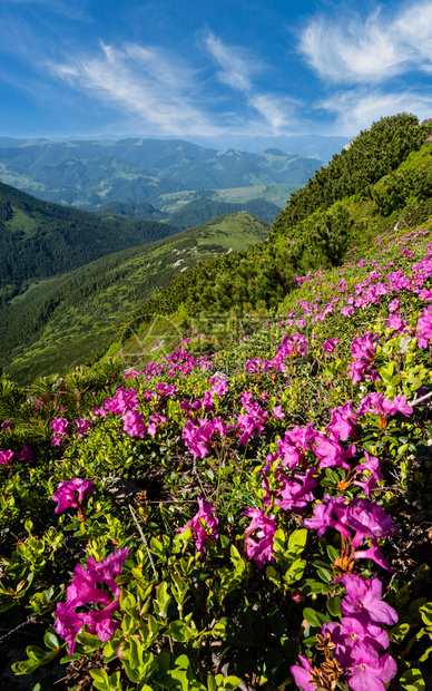 夏季山坡上的粉红玫瑰花朵喀尔巴阡克霍诺拉乌兰图片