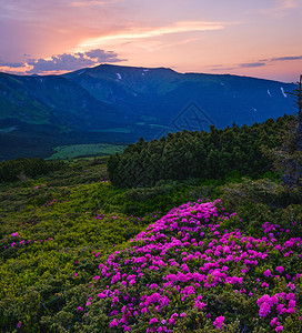 夏日山坡上的红玫瑰花朵日落喀尔巴阡山之夜乌克兰科霍诺拉图片