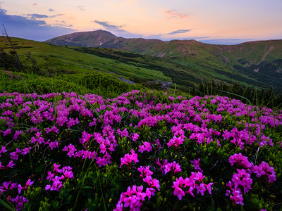 清晨夏季山坡和皮普伊万山顶的粉红玫瑰花closup以及乌克兰科霍诺拉喀尔巴阡山图片