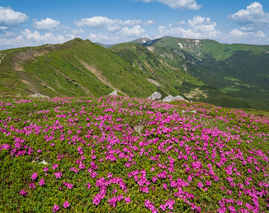 乌克兰科霍诺拉喀尔巴阡山的闪烁斜坡rhododendron花朵图片