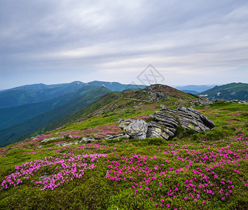 乌克兰喀尔巴阡霍诺拉等夏季山脊上的粉红玫瑰花朵图片
