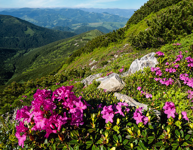 夏季山坡上的粉红玫瑰花closup喀尔巴阡山乌克兰科诺霍拉图片