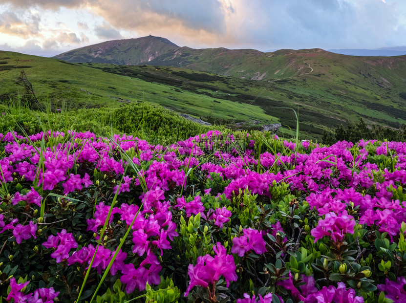 夜晚日落山坡和皮普伊万山顶上的粉红玫瑰花朵关闭乌克兰科霍诺拉喀尔巴阡山图片