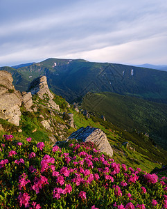 清晨夏日山坡喀尔巴阡克霍诺拉乌兰图片