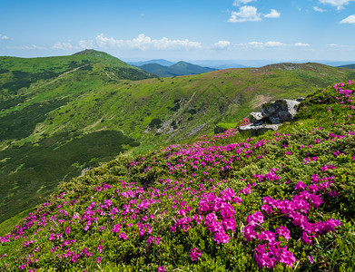 乌克兰霍诺拉喀尔巴阡山Chornohora山前闪烁的坡pinkrhododendronflowersinfront夏季风景图片