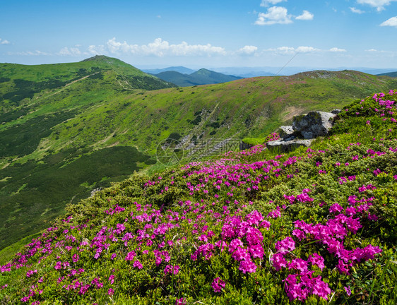 乌克兰霍诺拉喀尔巴阡山Chornohora山前闪烁的坡pinkrhododendronflowersinfront夏季风景图片