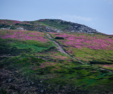 粉红玫瑰花朵在夏季傍晚的黄昏山坡上有条小路图片