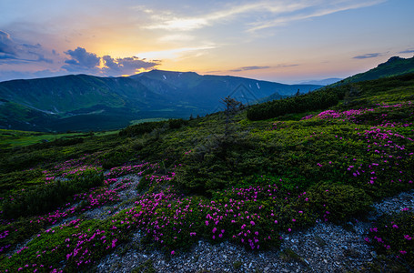 夏季山坡上的粉红玫瑰花朵日落夜色的喀尔巴阡山脉之景乌克兰科霍诺拉图片