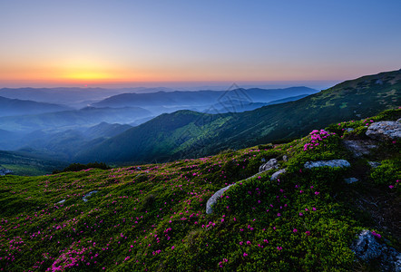 夏季山坡上的粉红玫瑰花朵喀尔巴阡山科霍诺拉乌克兰图片