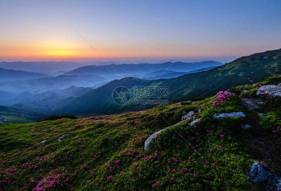 夏季山坡上的粉红玫瑰花朵喀尔巴阡山科霍诺拉乌克兰图片