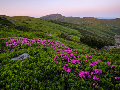 清晨夏季山坡和皮普伊万山顶的粉红玫瑰花closup以及乌克兰科霍诺拉喀尔巴阡山图片