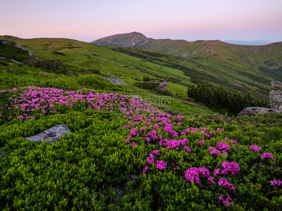 清晨夏季山坡和皮普伊万山顶的粉红玫瑰花closup以及乌克兰科霍诺拉喀尔巴阡山图片