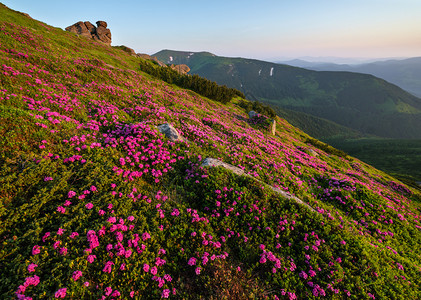 清晨夏日山坡上的粉红玫瑰花朵VuhatyjKaminj喀尔巴阡山乌克兰科霍诺拉图片