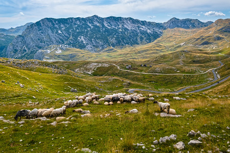 Durmitor公园黑山欧洲巴尔干DinaricAlps教科文组织世界遗产Durmitor全景公路Sedlo通行证附近的羊群图片