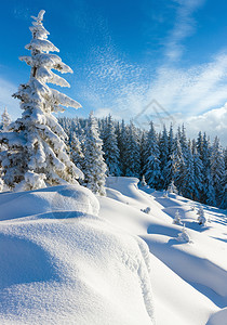 清晨雪冬平静的山地景观坡上有美丽的冰冻壁树喀尔巴阡山乌克兰背景图片