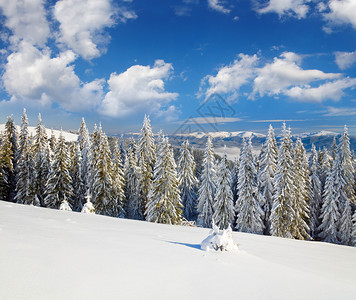 冬季平静的山地景观上布满了和雪覆盖的树苗从Bukovel滑雪胜地乌克兰到Svydovets山脊图片