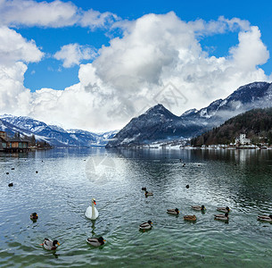 Alpine湖Grundlsee风景奥地利野鸭和天鹅在水上图片